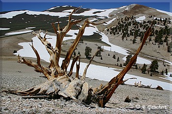 Hirschgeweih aus Holz